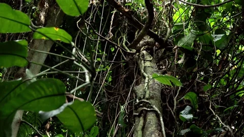 Dense Tropical Jungle with Tangled Vines and Thick Vegetation 库存影片 340376718