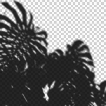 Dense tropical monstera shadow overlay for realistic outdoor lighting and a.. Stock Illustration