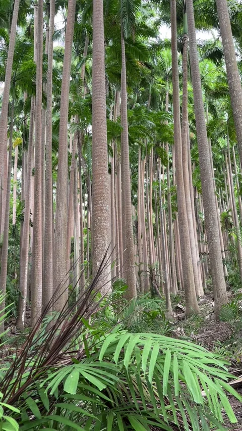 Dense tropical palm forest tall straight trunks Barbados east coast Stock Footage 340211867