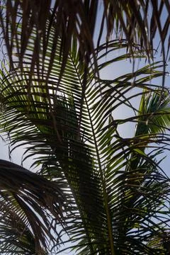 Dense tropical palm leaves canopy texture pattern 스톡 사진