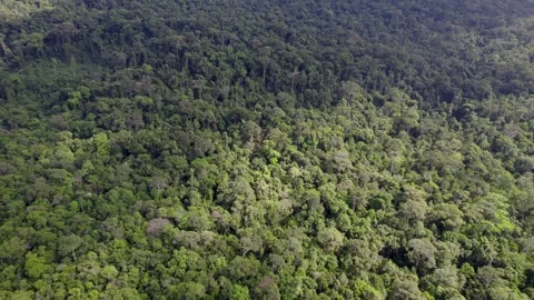 Dense Tropical Rainforest Canopy Aerial Perspective Stock Footage 263093216