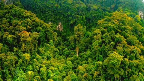 Dense tropical rainforest canopy with lush green trees covering rugged cliffside Stock Footage 343696180