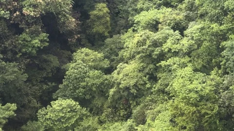 Dense tropical rainforest canopy top view from above. Stock-Footage 336718882