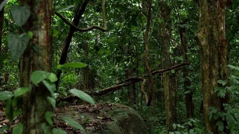 Dense Tropical Rainforest With Trees and Hanging Vines 库存影片 340538252