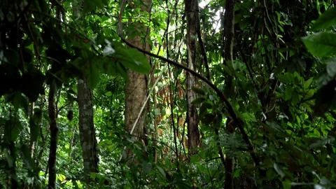 Dense Tropical Rainforest Vegetation and Thick Jungle Vidéo 340328665