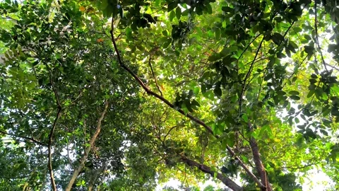 Dense tropical tree canopy Stock Footage 337648510