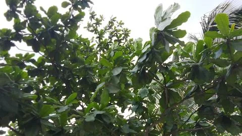 Dense tropical tree canopy with lush foliage branches tropical vegetation Stock Photos
