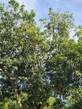 Dense tropical tree canopy under bright blue sky background Stock Photos