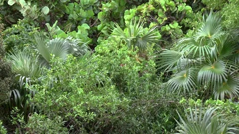 Dense tropical vegetation. Stock-Footage 146030843