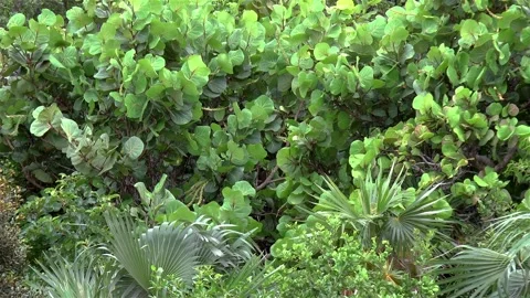 Dense tropical vegetation. Stock Footage 146078769