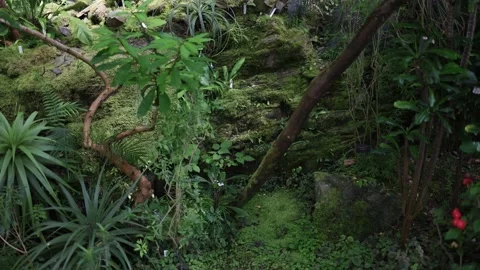 Dense tropical vegetation grows across a moss covered landscape with exotic plan Video stock 344789596