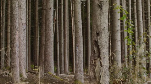Dense Trunk Pattern in Quiet Norwegian Nature Woods Forest Stock Footage 345745539