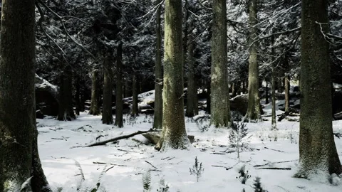 Dense trunks and snowcovered ground with scattered wood debris Stock Footage 338338957