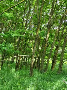 Dense trunks of young deciduous trees 库存照片