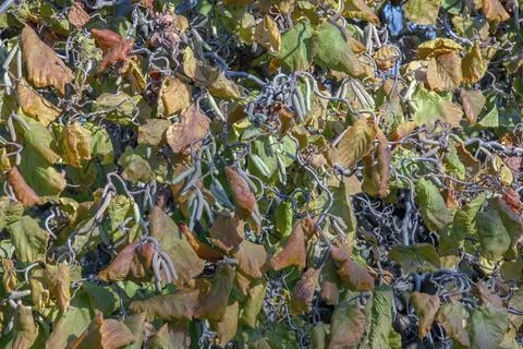 Dense Twisted Branches and Catkins of Corkscrew Hazel in Autumn Stock Photos