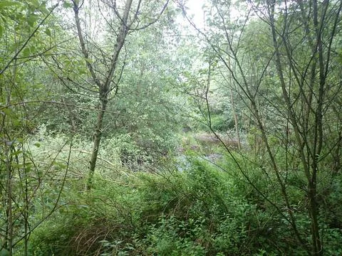Dense underbrush of the forest Stock Photos