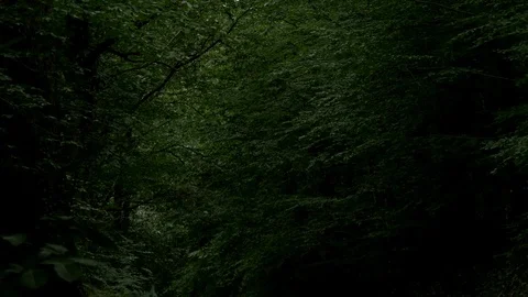 Dense undergrowth in a forest Stock Footage 73890088