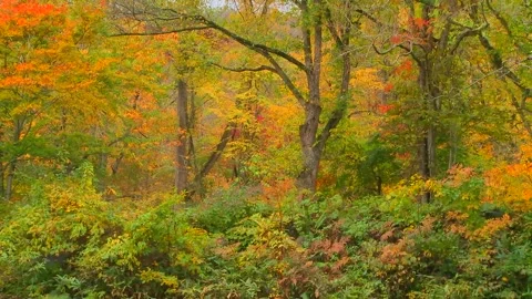 Dense Undergrowth Turning Color in Fall Stock Footage 346196182