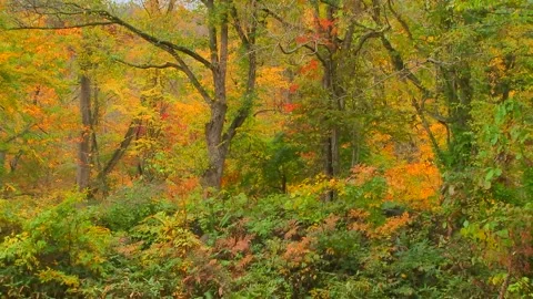 Dense Undergrowth Turning Color in Fall Stock Footage 346196184