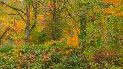 Dense Undergrowth Turning Color in Fall Stock Footage 346196187