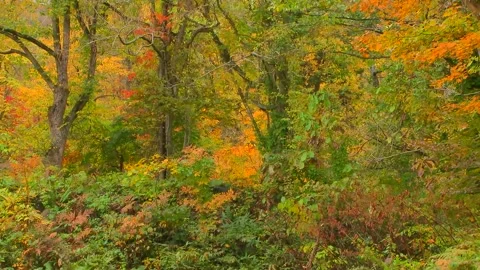 Dense Undergrowth Turning Color in Fall Stock Footage 346196190