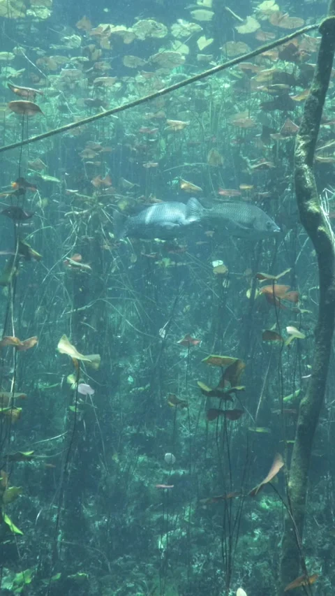 Dense underwater vegetation in particle-filled water Vídeo Stock 341360814