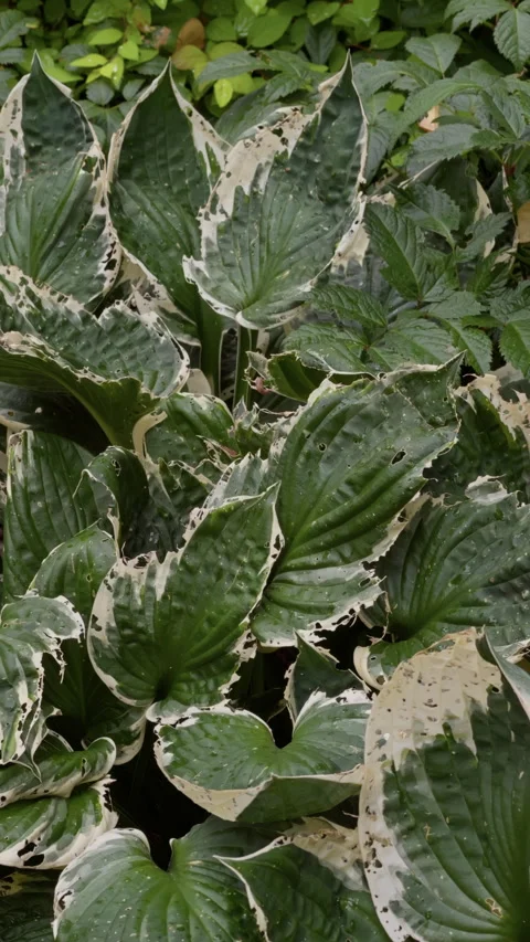 Dense variegated hosta leaves with green foliage texture in shaded garden Stock Footage 345453158