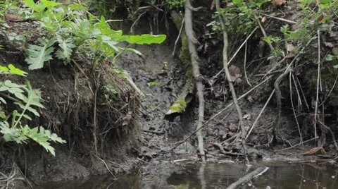 Dense vegetation 131 Stock Footage 58287507