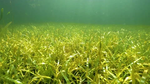 Dense vegetation of arrowhead aquatic plants on lake bottom Stock Footage 156799194