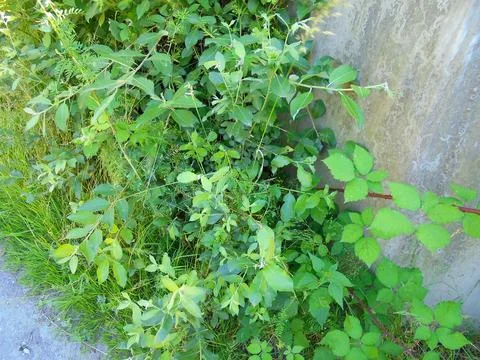 Dense vegetation at the bridge supporting pillar. Geocaching hiding place. Stock Photos