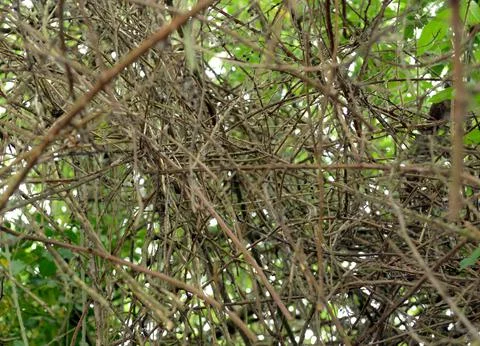 Dense vegetation essentially composed of brambles branches background. Stock Photos