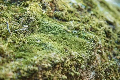 Dense vegetation, grass and moss on the stone close-up, blurred background Stock Photos