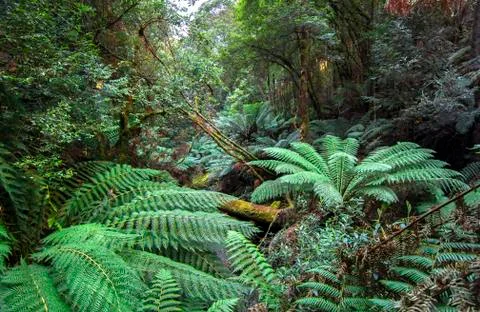 Dense vegetation including large tree ferns in Tasmania Stock Photos