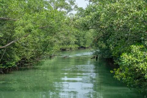 Dense vegetation over the River Stock Photos
