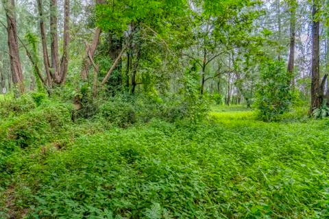Dense vegetation Stock Photos