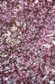 Dense Vertical Canopy of Pink Plum Blossoms and Dark Spring Foliage Fotos de archivo