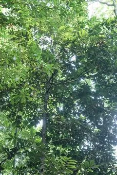 Dense Vertical Foliage in a Tropical Forest Scene Stock Photos
