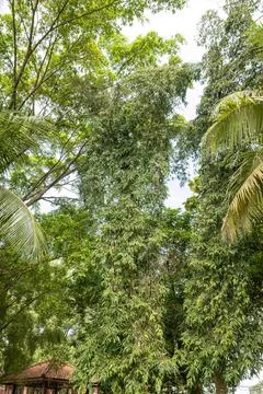 Dense Vertical Forest Growth in Urban Park Area Stock Photos