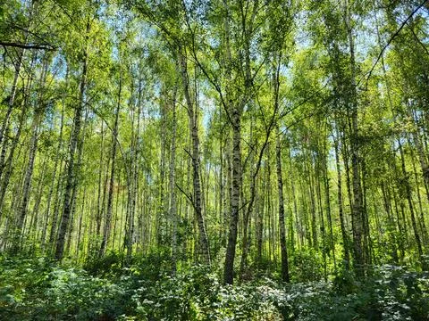 Dense vertical trunks of young birches in summer birch grove Stock Photos