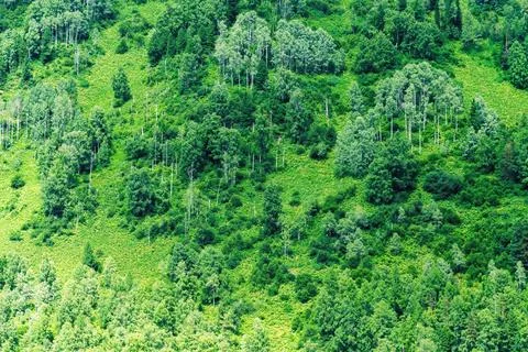 A dense, vibrant forest covers the side of a mountain Stock Photos