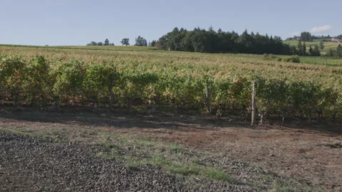 Dense vineyard in Oregon countryside Stock Footage 332255201