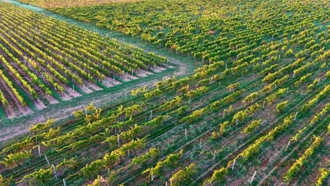 Dense vineyard rows with trellised grapevines and structured cultivation Stock Footage 346331726