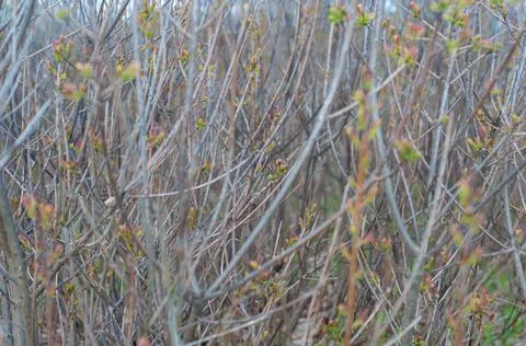 Dense wall with bare branches dense bush with green buds close-up, spring season Stock Photos