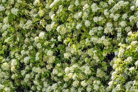 Dense Wall of Blooming White Flowers and Green Leaves Texture Background Stock Photos