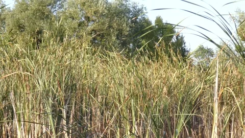 Dense wall of green cattail stems for organic background texture Stock Footage 337778589