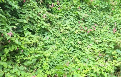 A Dense Wall of Green Vines with Tiny Pink Flowers Stock Photos