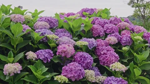 Dense Wall of Purple and Pink Hydrangea Blooms Filling Frame Video stock 342002440