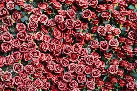 Dense wall of red artificial roses creating a floral background pattern 스톡 사진