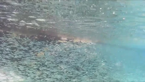  Dense Wall of Thousands of Juvenile Fish Swimming in a Massive School, Marsa Al Stock-Footage 343307200