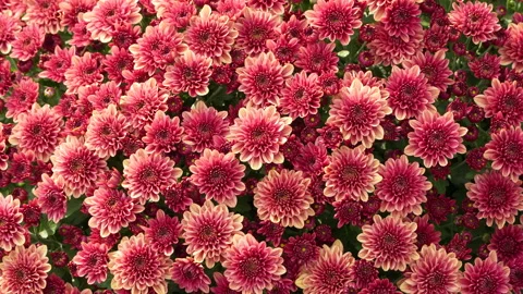 Dense Warm Red Orange Korean Chrysanthemum Flowers Tet Spring 스톡 동영상 329546845